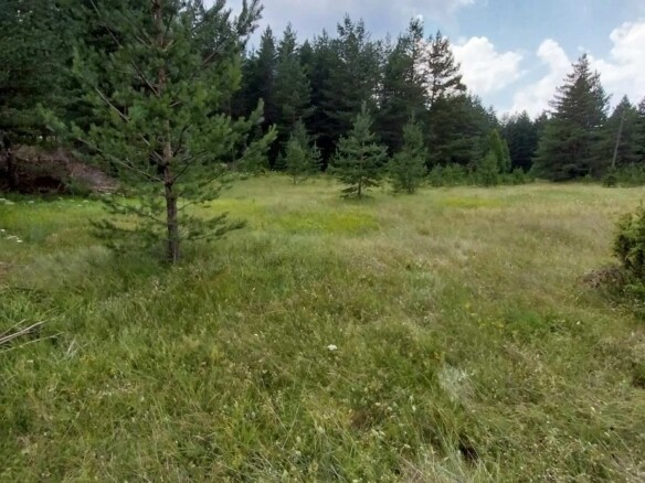 Plac od 1600 m² u Borju, Žabljak — fotografija 2