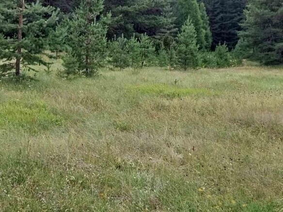 Plac od 1600 m² u Borju, Žabljak — fotografija 3