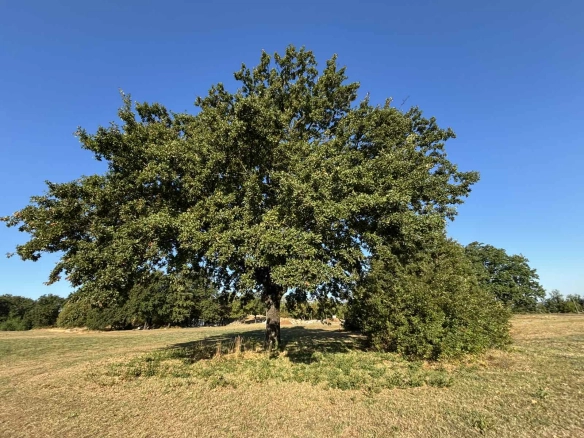 Plac 17.168 m² – Danilovgrad — fotografija 9