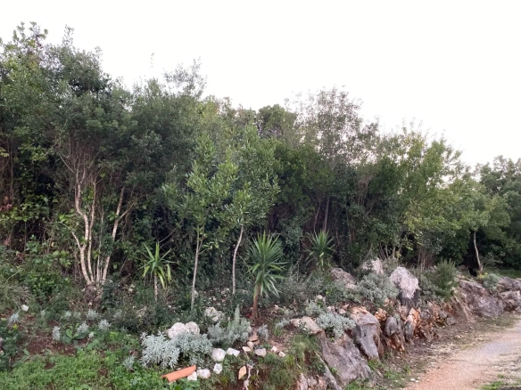Plac – Krašići, Tivat — fotografija 5