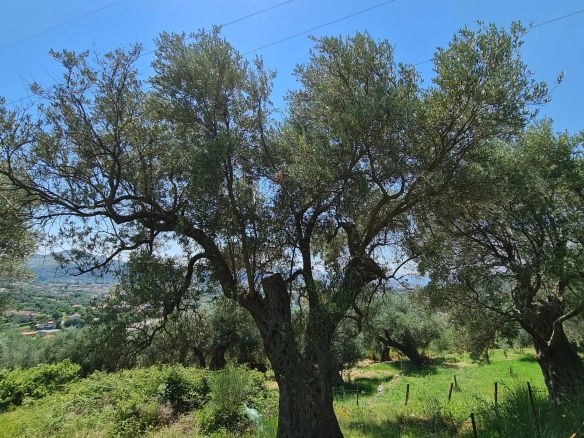 Plac 14.443 m² – Bar — fotografija 6