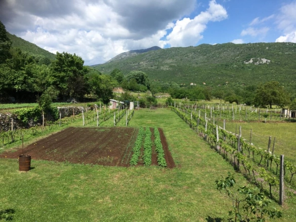Kuća 162 m² sa vinogradom i placom od 2.710 m² – Danilovgrad