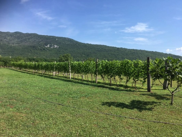 Kuća 162 m² sa vinogradom i placom od 2.710 m² – Danilovgrad