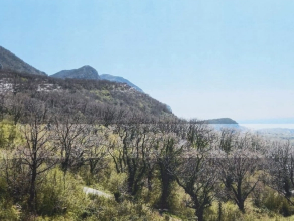Kuljače