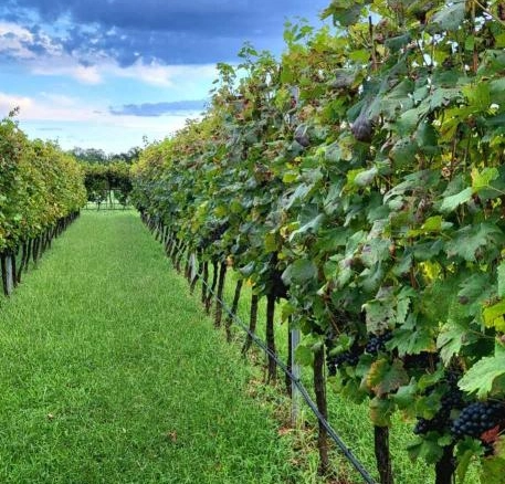 Vinarija – poslovni prostor 170 m² sa vinogradom – Virpazar, Bar