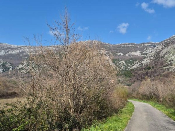 Plac 1242 m² poljoprivrednog zemljišta na ravnom terenu – Buljarica, Budva
