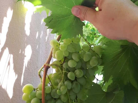 Dvosoban stan 57 m² sa velikom terasom i dvorištem – Bečići, Budva