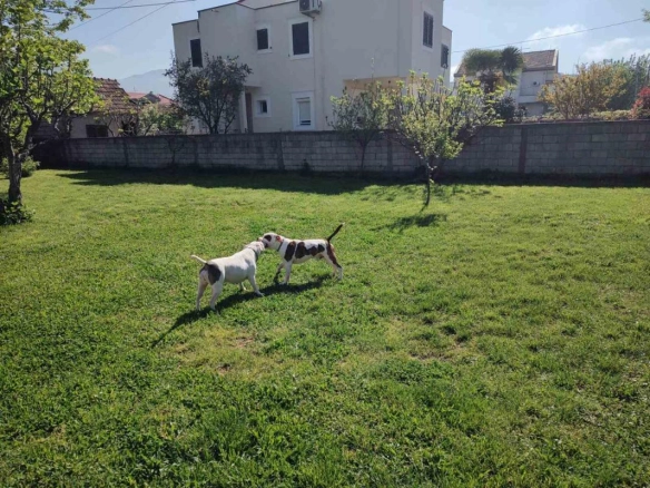 Dvije kuće 326 m² na zajedničkom placu s voćkama i lozom – Murtovina, Podgorica
