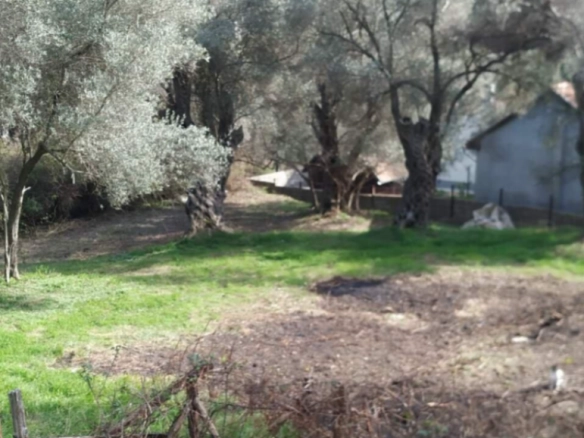 Plac 449 m² sa maslinama i strujom na placu – Kruče, Ulcinj