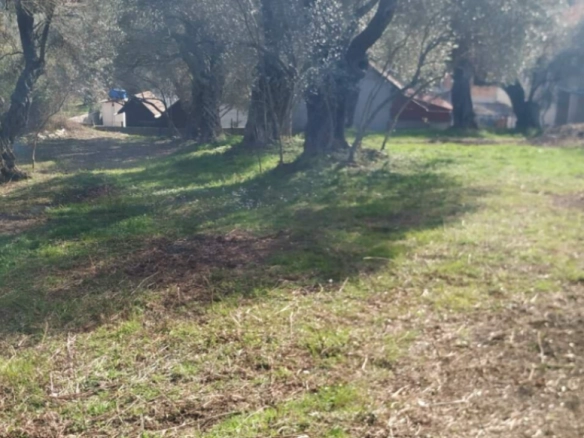 Plac 449 m² sa maslinama i strujom na placu – Kruče, Ulcinj