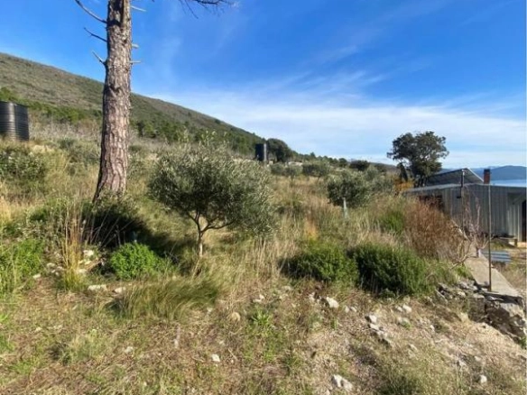 Plac 1,1 ha sa maslinama i sistemom za navodnjavanje – Luštica