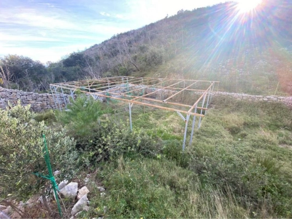 Plac 1,1 ha sa maslinama i sistemom za navodnjavanje – Luštica