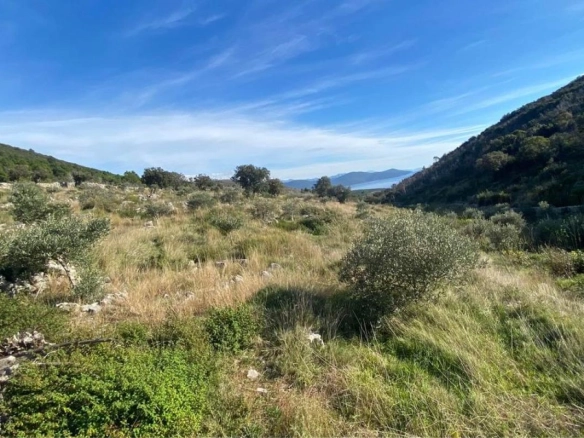 Plac 1,1 ha sa maslinama i sistemom za navodnjavanje – Luštica