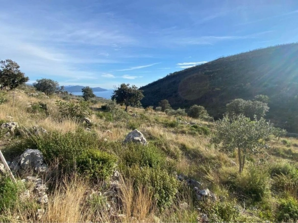 Plac 1,1 ha sa maslinama i sistemom za navodnjavanje – Luštica