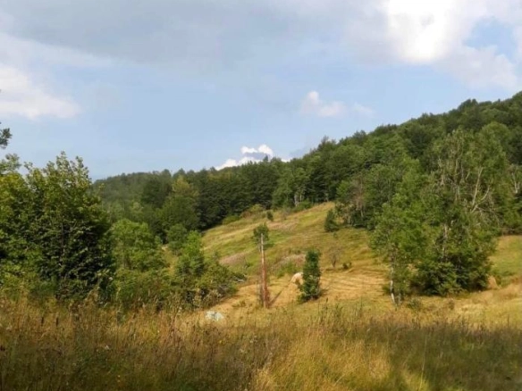 Plac 70000 m² okružen bukovom i hrastovom šumom – Mojkovac