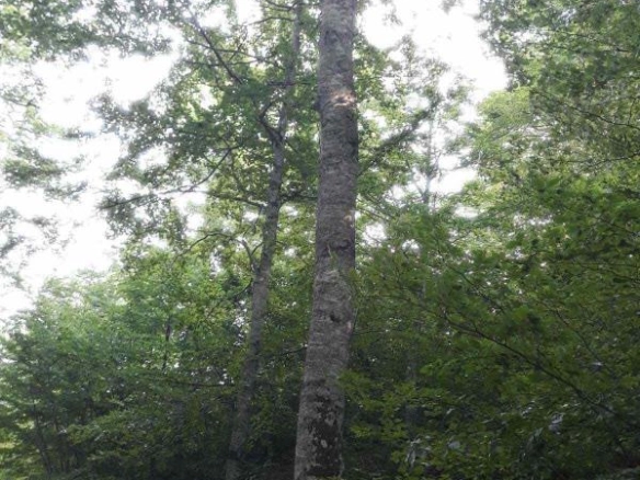 Plac 70000 m² okružen bukovom i hrastovom šumom – Mojkovac