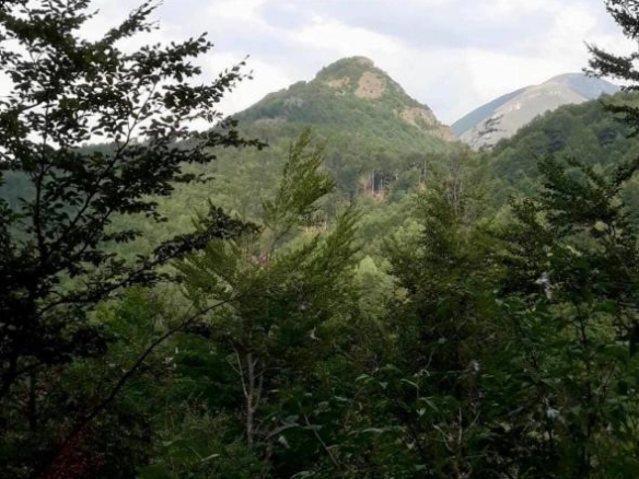 Plac 70000 m² okružen bukovom i hrastovom šumom – Mojkovac
