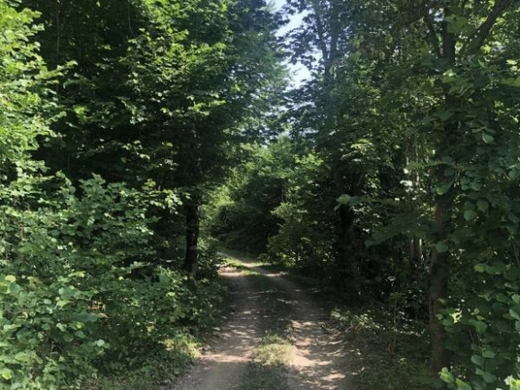 Plac 70000 m² okružen bukovom i hrastovom šumom – Mojkovac