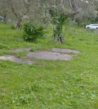 Plac 518 m² ravnog terena sa maslinama – Buljarica, Budva