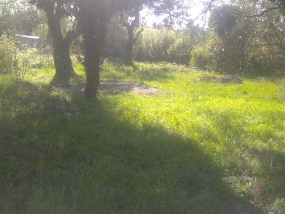 Plac 518 m² ravnog terena sa maslinama – Buljarica, Budva