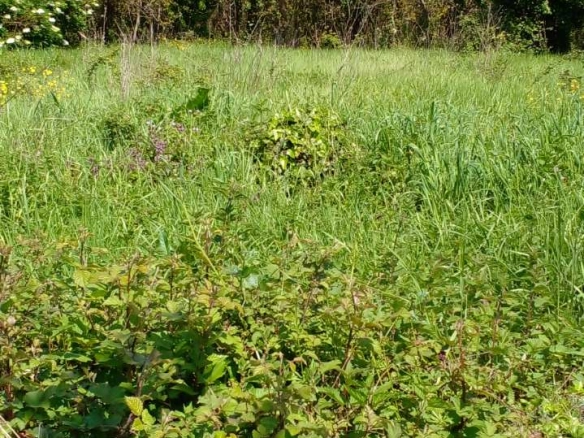 Plac 1550 m² sa upisanim objektom od 120 m² – Zaljevo, Bar