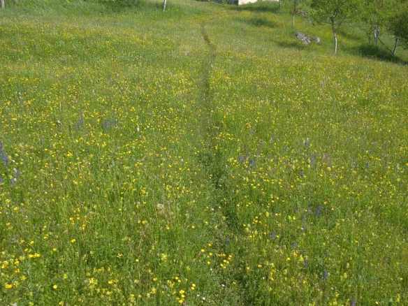 Plac 50263 m² sa pogledom na Pivsko jezero i starom kućom – Plužine