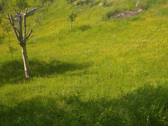 Plac 50263 m² sa pogledom na Pivsko jezero i starom kućom – Plužine
