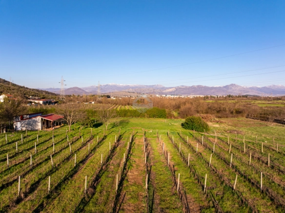 Imanje 13.000 m² sa vinogradom, Beri – Podgorica