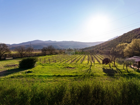 Imanje 13.000 m² sa vinogradom, Beri – Podgorica