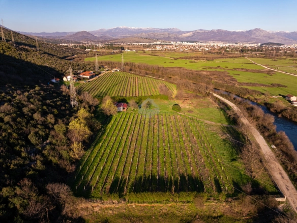 Imanje 13.000 m² sa vinogradom, Beri – Podgorica