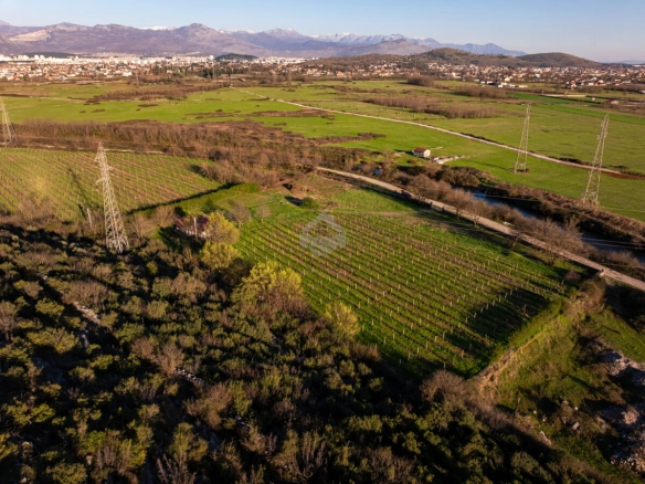 Imanje 13.000 m² sa vinogradom, Beri – Podgorica