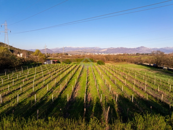 Imanje 13.000 m² sa vinogradom, Beri – Podgorica