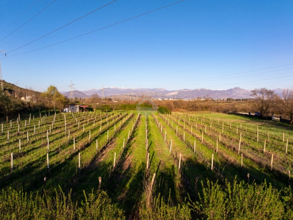 Imanje 13.000 m² sa vinogradom, Beri – Podgorica
