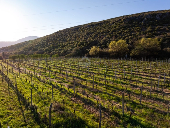 Imanje 13.000 m² sa vinogradom, Beri – Podgorica