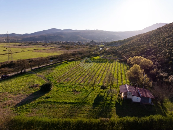 Imanje 13.000 m² sa vinogradom, Beri – Podgorica