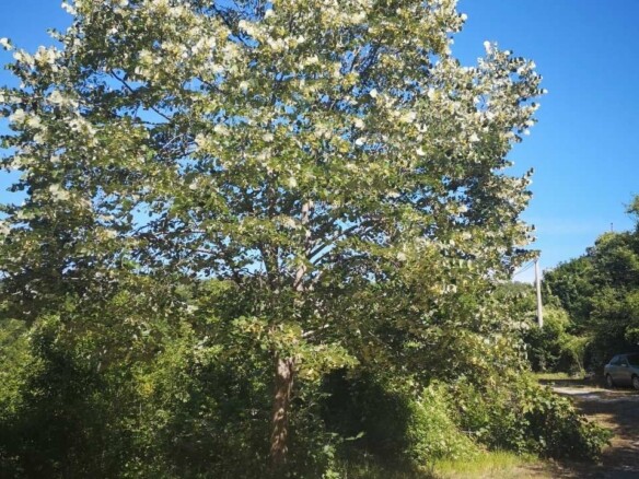 Plac u Obzovici, Cetinje, okružen bukovom i borovom šumom — fotografija 21
